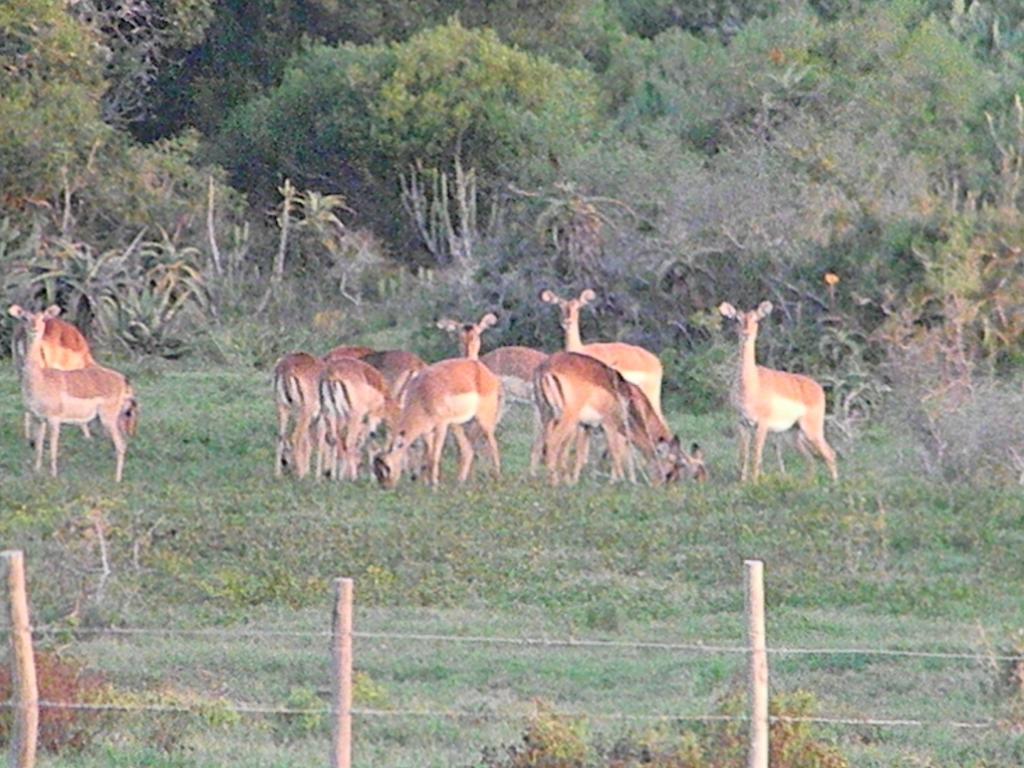 The Hexagon Wildlife Conservation Hotel Uitenhage Eksteriør billede